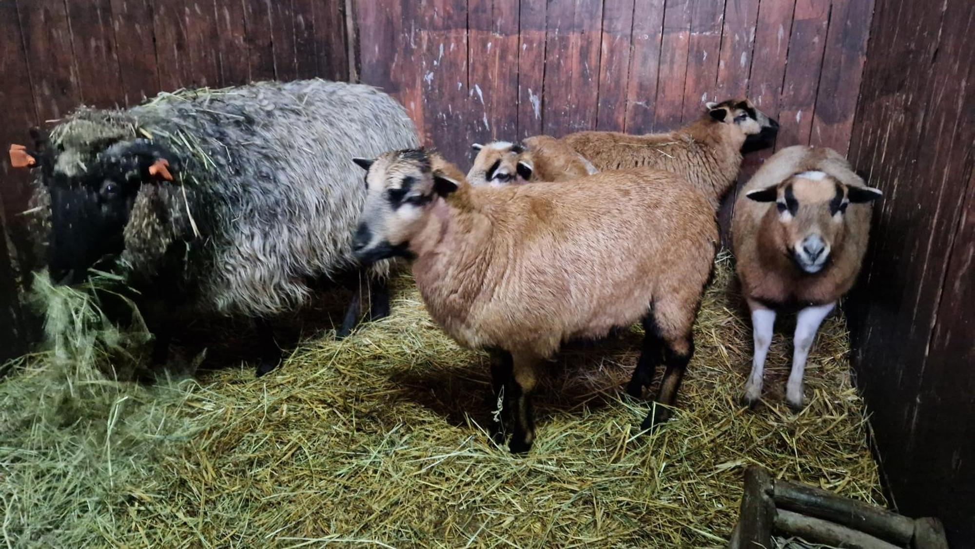 Rancho Colorado Villa Trzciel Dış mekan fotoğraf