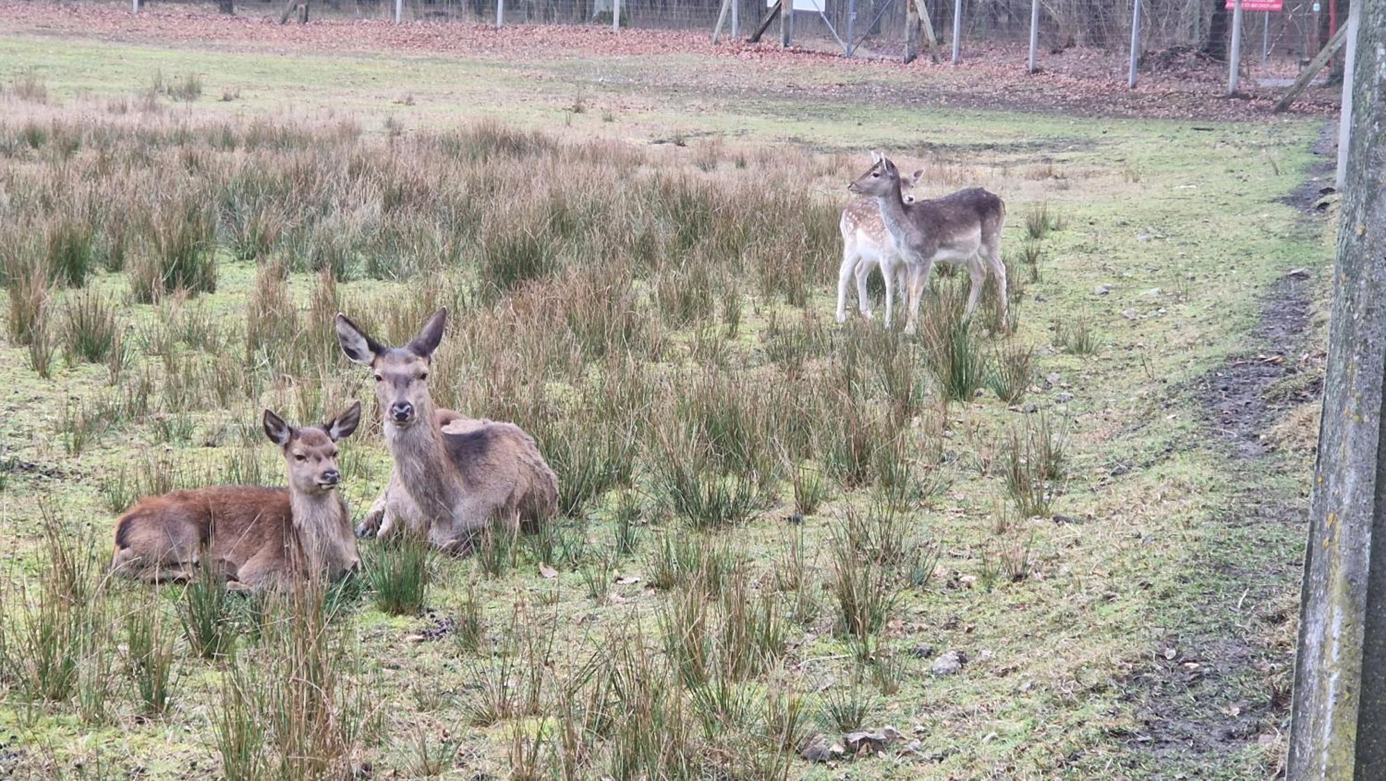 Rancho Colorado Villa Trzciel Dış mekan fotoğraf